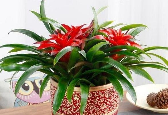 鸿运当头养护技巧？如何促进鸿运当头多开花？