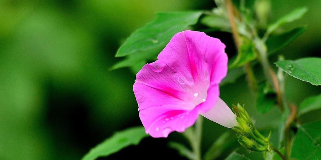 牵牛花（探索牵牛花的深层意义）