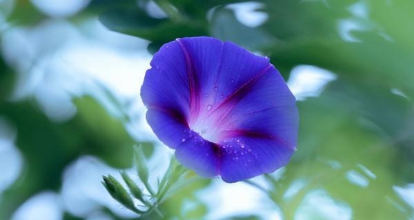 牵牛花（探索牵牛花的深层意义）