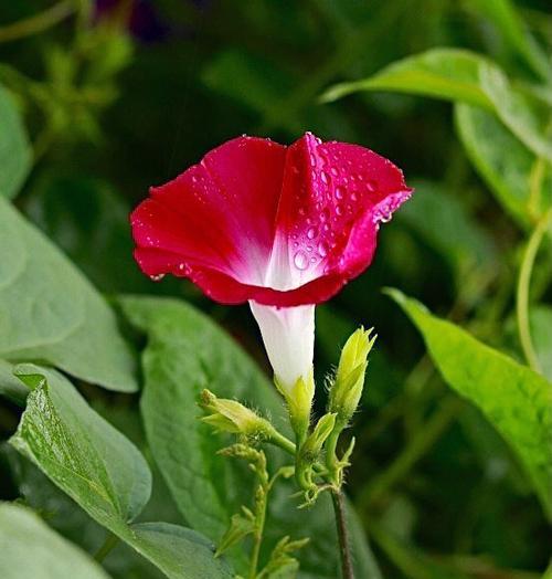 牵牛花（探索牵牛花的深层意义）