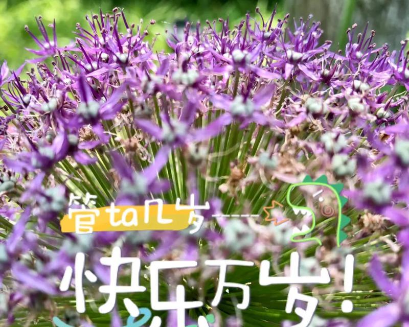 花朵传递的快乐与幸福（用花朵唤起人们内心的快乐源泉）