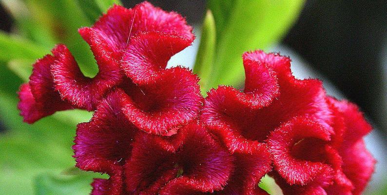 花朵传递的快乐与幸福（用花朵唤起人们内心的快乐源泉）