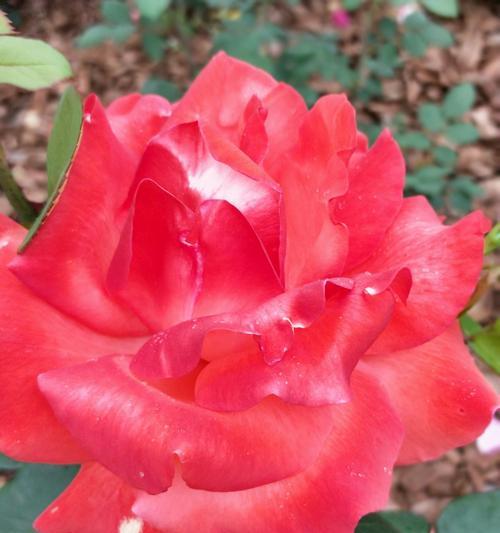 花朵传递的快乐与幸福（用花朵唤起人们内心的快乐源泉）