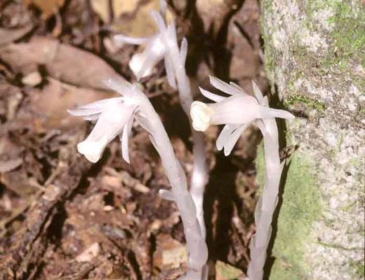 水晶兰花语（透明的水晶兰）