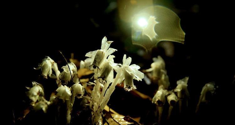 水晶兰花语（透明的水晶兰）