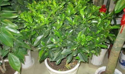 非洲茉莉的养殖技巧有哪些？如何确保其健康生长？