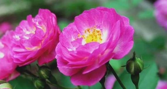 怀念的花——诉说思念之情（怀念花语的魅力与象征意义）