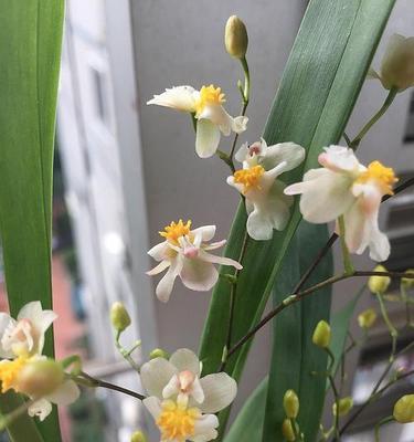 梦香兰花期结束后应该注意哪些问题？