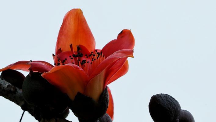 木棉花花语与寓意（探索木棉花的寓意）