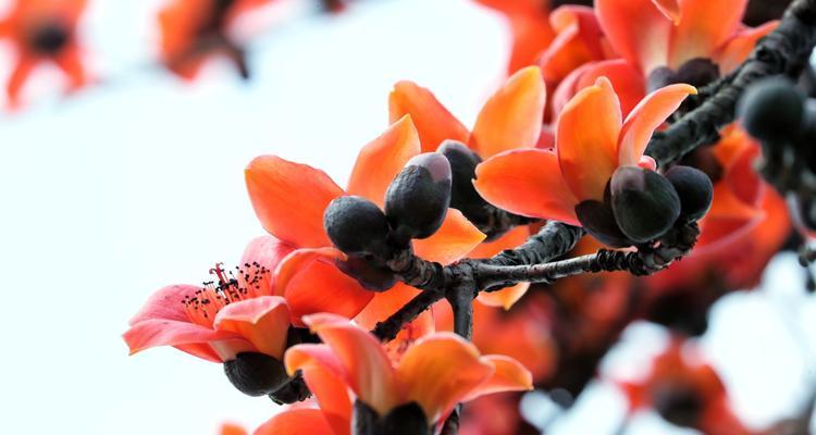 木棉花花语与寓意（探索木棉花的寓意）