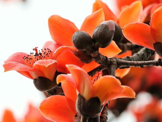 木棉花花语与寓意（探索木棉花的寓意）