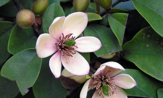 笑对人生，以含笑花为寓意的文章（传递快乐与坚韧的微笑）