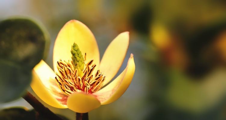 笑对人生，以含笑花为寓意的文章（传递快乐与坚韧的微笑）