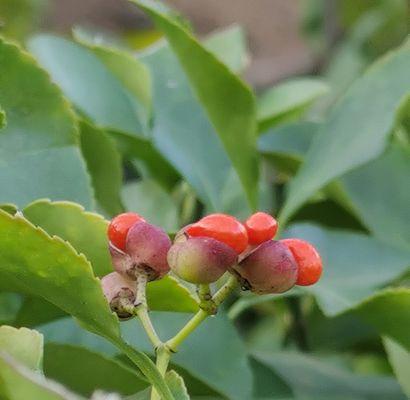 以冬青树的花语——生命的坚韧与希望（探寻冬青树的花语）