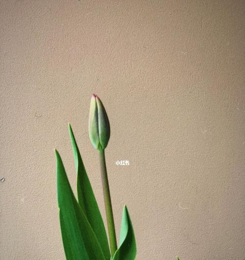 郁金香小黑人的花语（探寻郁金香小黑人花语背后的深意）