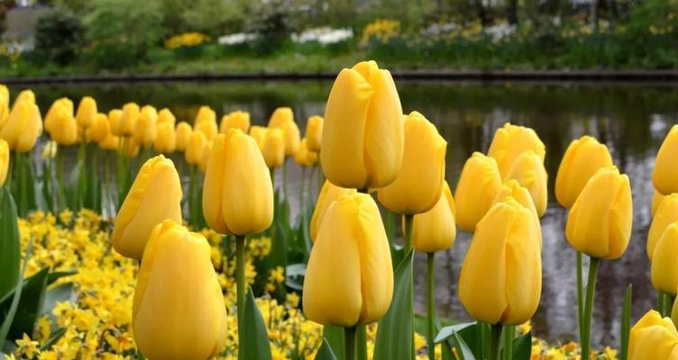 郁金香小黑人的花语（探寻郁金香小黑人花语背后的深意）