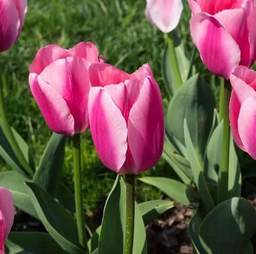 郁金香小黑人的花语（探寻郁金香小黑人花语背后的深意）