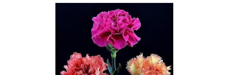 康乃馨的寓意及花语（揭开康乃馨的花语之谜）