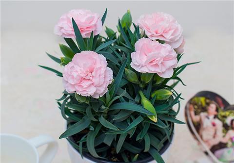 康乃馨的寓意及花语（揭开康乃馨的花语之谜）