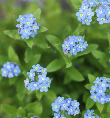 忘我勿忘，以勿忘我花的寓意（一朵花中的勇气与坚持）