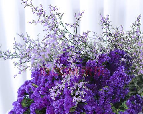 忘我勿忘，以勿忘我花的寓意（一朵花中的勇气与坚持）