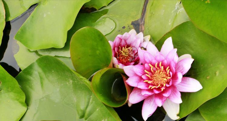 睡莲的花语与美丽（探寻睡莲花开花谢的秘密）