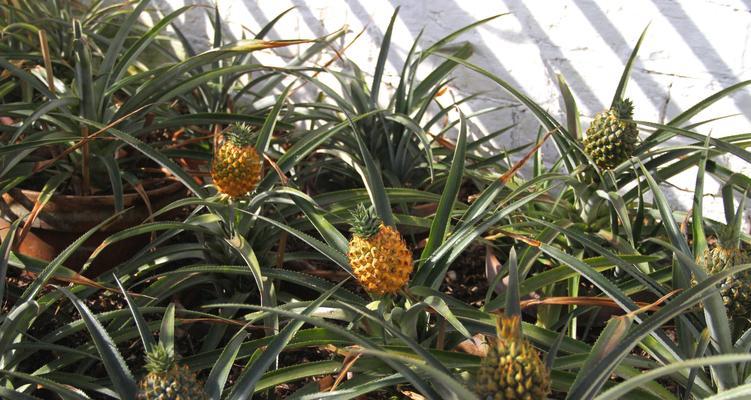 菠萝的最佳种植季节是什么时候？如何确保高产？