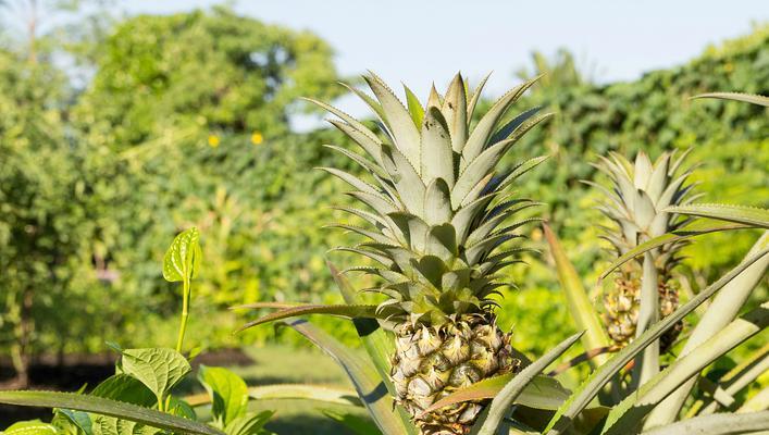 菠萝的最佳种植季节是什么时候？如何确保高产？