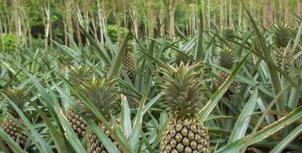 菠萝的最佳种植季节是什么时候？如何确保高产？