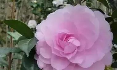 以康乃馨的花语实现愿望（康乃馨花语的魅力及实现愿望的秘诀）