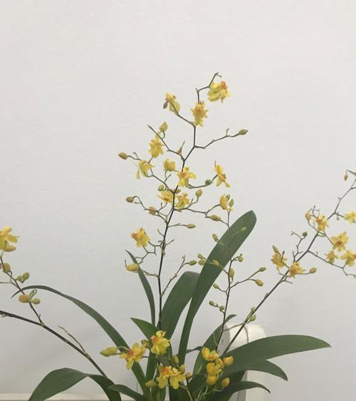 以康乃馨的花语实现愿望（康乃馨花语的魅力及实现愿望的秘诀）