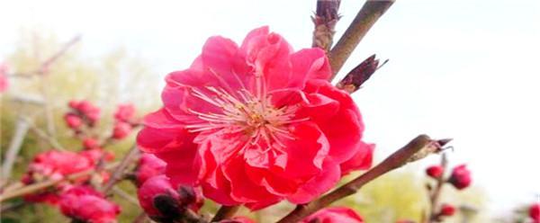 桃花的花语及代表意义(桃花是爱情和幸福的象征) 桃花的花语及代表意义(桃花是爱情和幸福的象征)