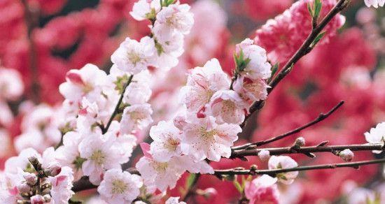 桃花的花语及代表意义(桃花是爱情和幸福的象征) 桃花的花语及代表意义(桃花是爱情和幸福的象征)