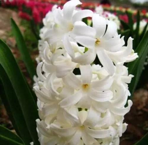 黄色风信子的花语（花开春风里）