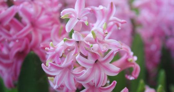 黄色风信子的花语（花开春风里）