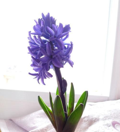 黄色风信子的花语（花开春风里）