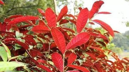 变色木的风水寓意与摆放位置（揭秘变色木的吉祥之处及风水摆放要诀）