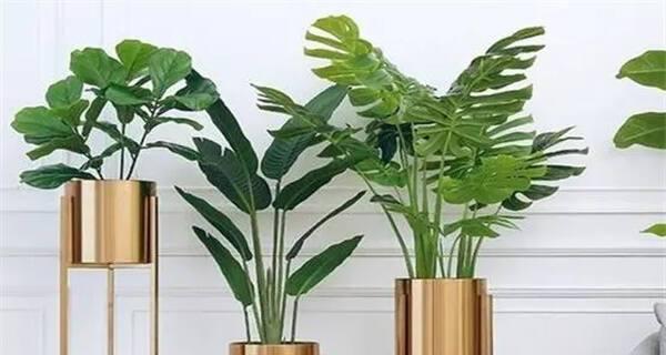 变色木的风水寓意与摆放位置（揭秘变色木的吉祥之处及风水摆放要诀）