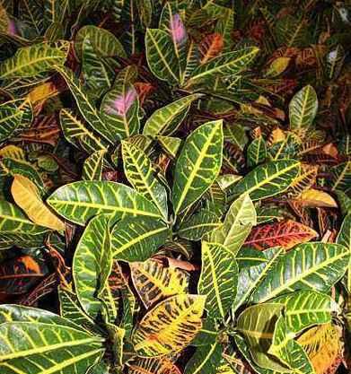 变色木的风水寓意与摆放位置（揭秘变色木的吉祥之处及风水摆放要诀）