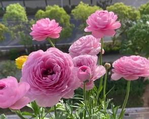 牡丹有毒性吗？室内养殖牡丹需要注意什么？