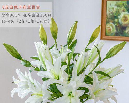 白百合花的象征意义（探寻白百合花的情感之谜）