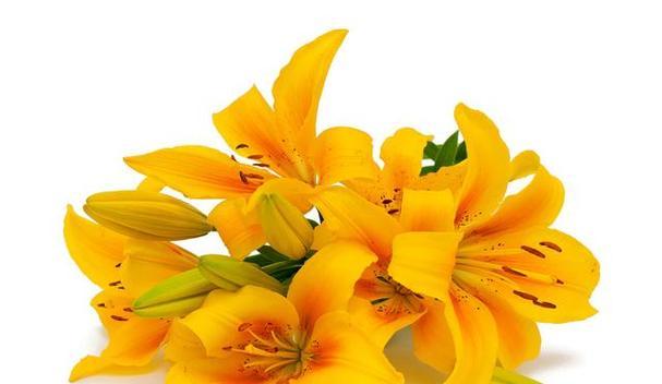 白百合花的象征意义（探寻白百合花的情感之谜）