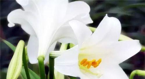 白百合花的象征意义（探寻白百合花的情感之谜）