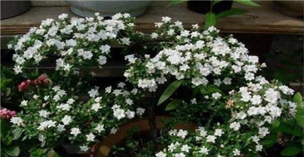 六月雪的花语与寓意(揭开六月雪的神秘面纱)