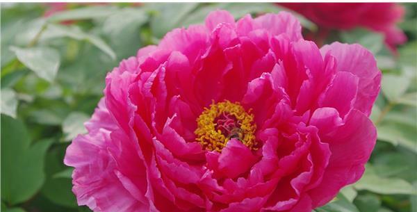 牡丹喜欢阳光吗?如何正确为牡丹提供光照条件?