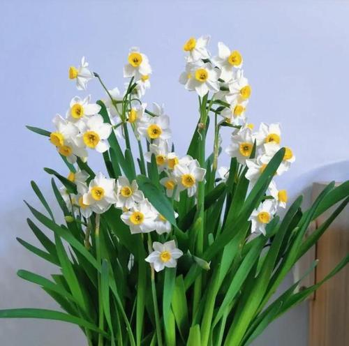 家里为什么不能养水仙花？水仙花的潜在危害是什么？