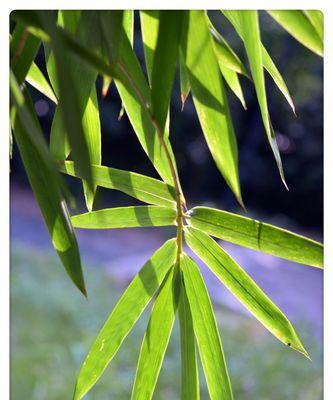 翠竹（从生长到繁盛）