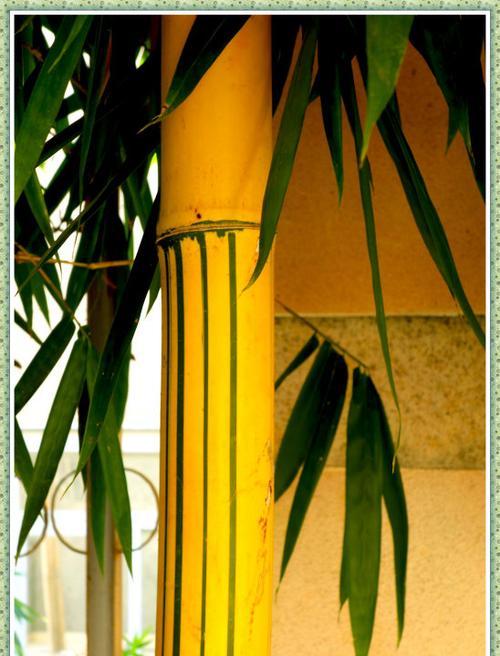 翠竹（从生长到繁盛）