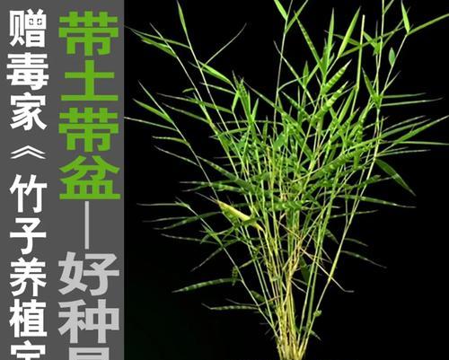 翠竹（从生长到繁盛）