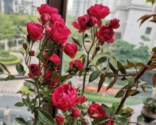 探讨月季春化的意义与方法(了解月季春化的关键步骤和技巧) 探讨月季春化的意义与方法(了解月季春化的关键步骤和技巧)